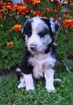 Border collie - suczka blue merle