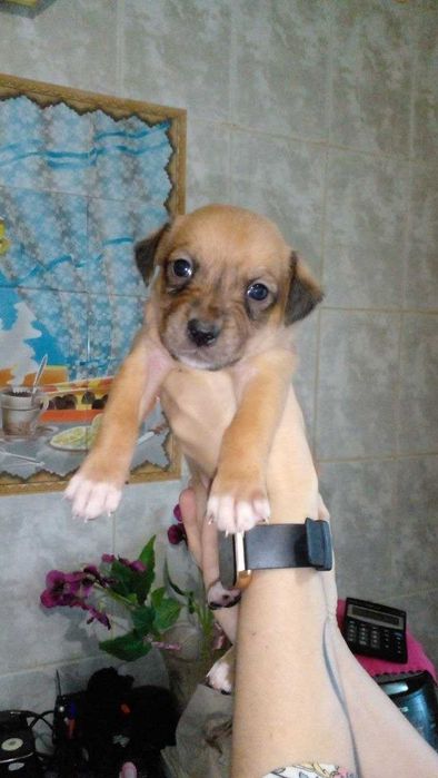 Цуценята піт-бультер'єра