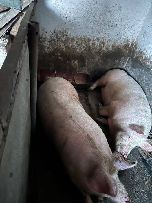 Поросята  годовані домашнім кормом