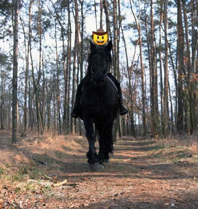 Przepiękna klacz, typ zimnokrwisty