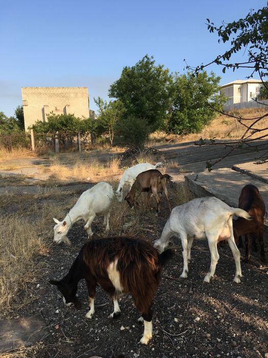 срочно дойные козы