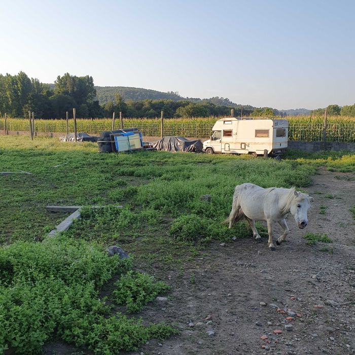 Vendo ponei macho apaluso