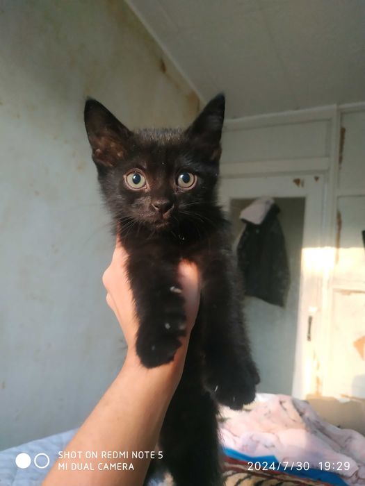 Чорні пантери в добрі руки!