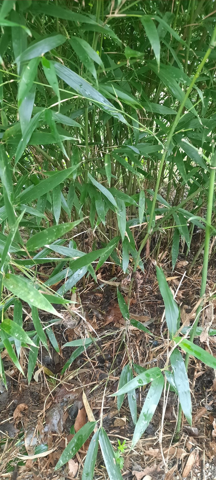 Bambu Phyllostachys nigra henonis