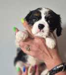 Cavalier king charles spaniel suczka
