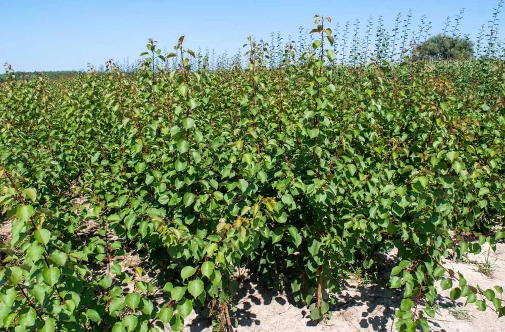 Саджанці абрикоса, персика, сливи, нектарина, яблуня — потужні дерева