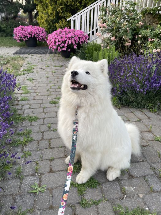 Piesek samoyed, szczenię, Związek Kynologiczny w Polsce