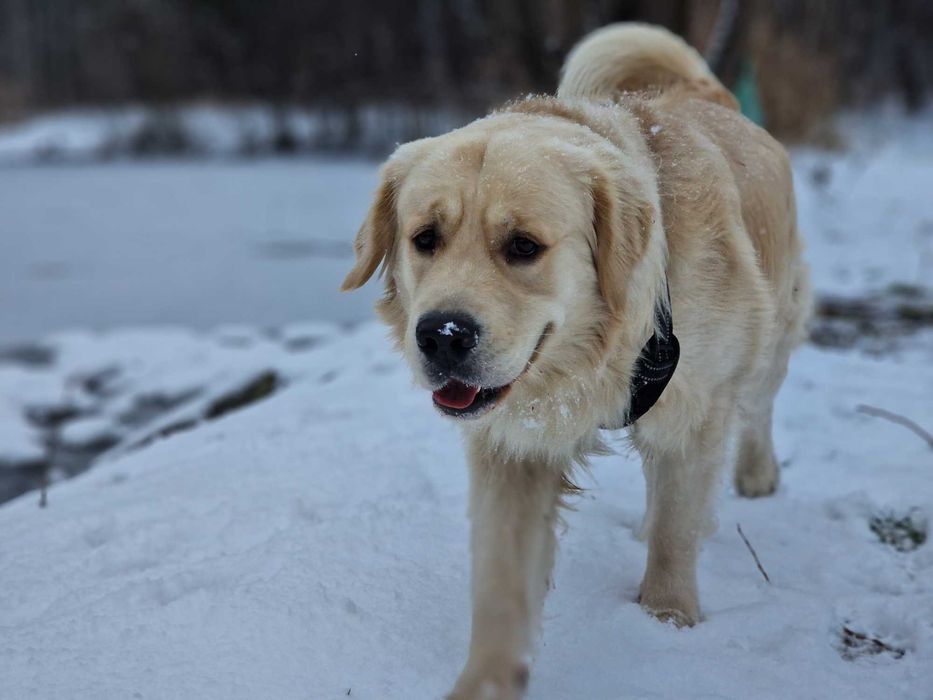 Golden Retriever Będzin - oferta krycia