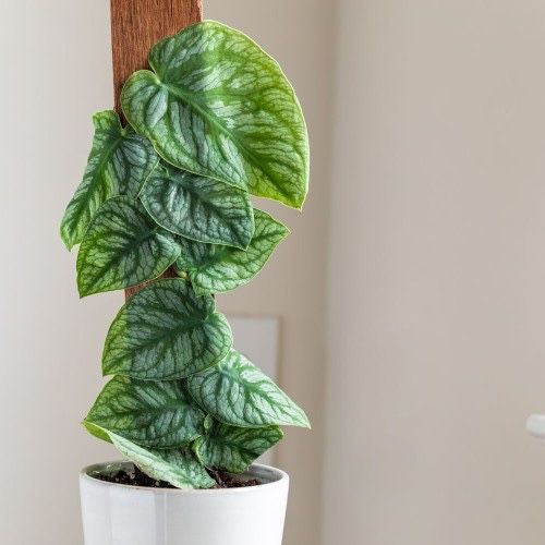 Алоказія чантріері, монстера дубія, набір для алоказій на гноті