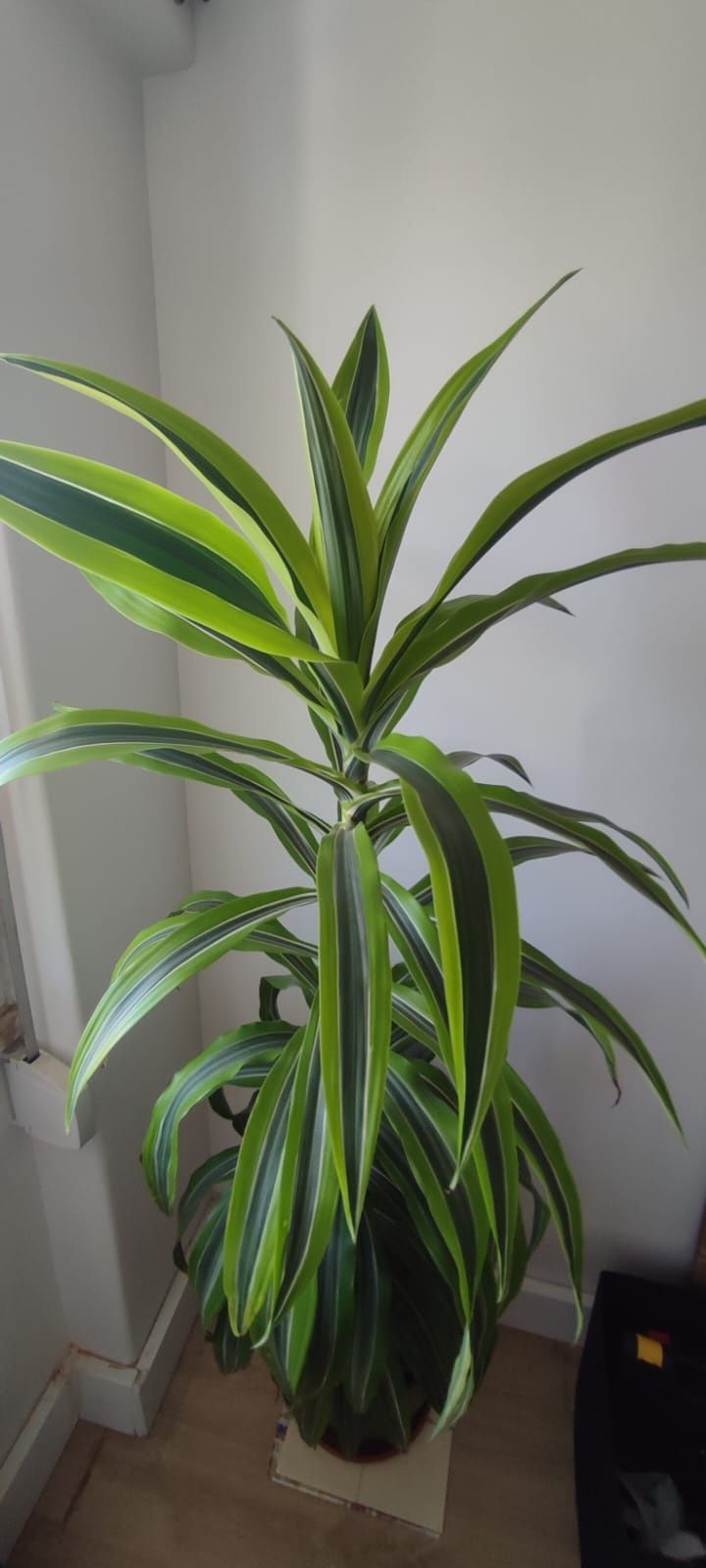 Planta dracarena deremensis. 1.80 metros de altura.