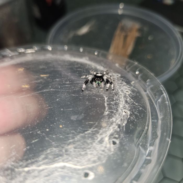 Skakuny Phidippus regius everglades Para