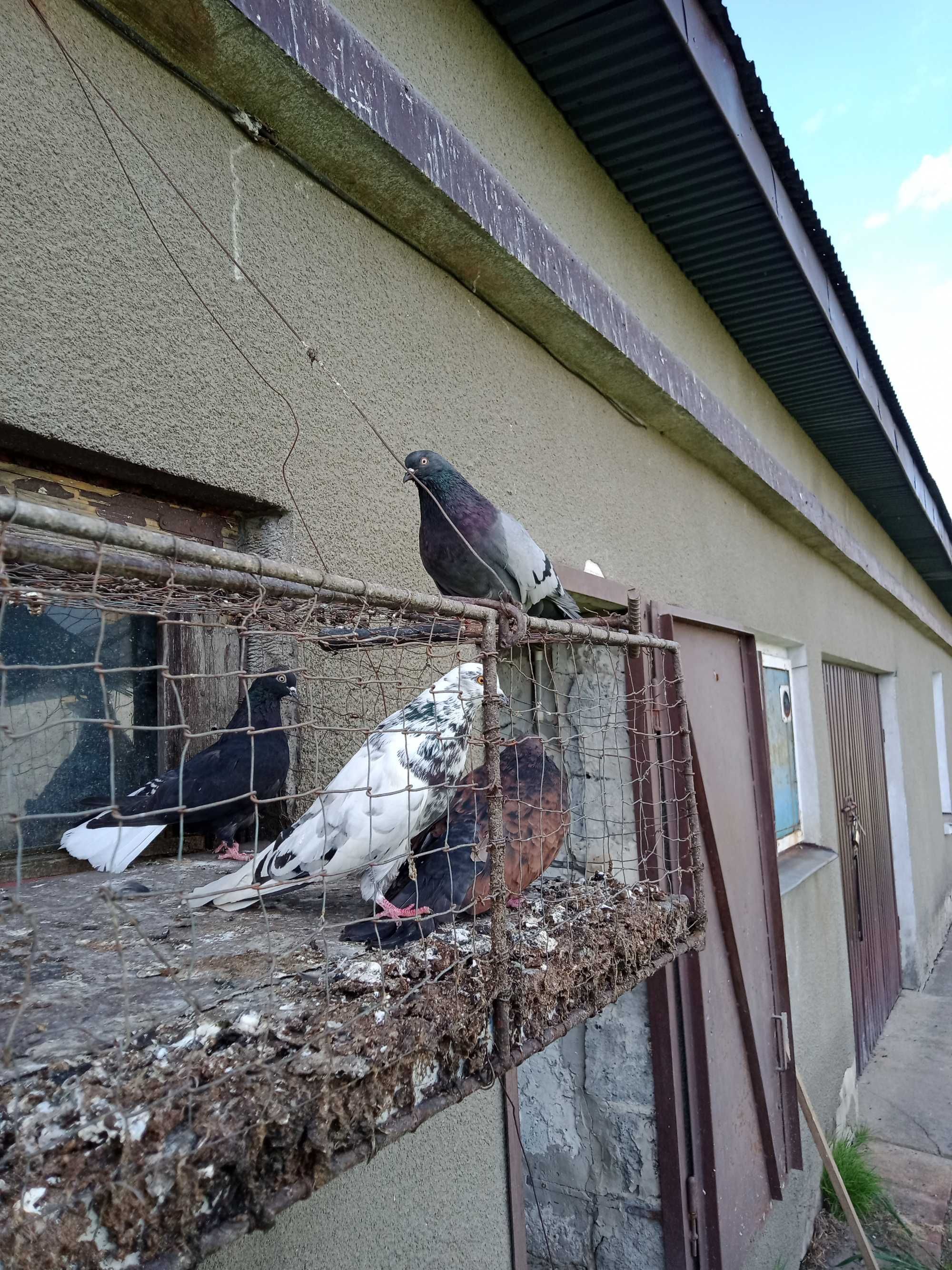 Gołębie mikołajewskie
