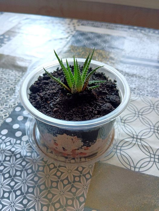 Хавортія смугаста — сукулент