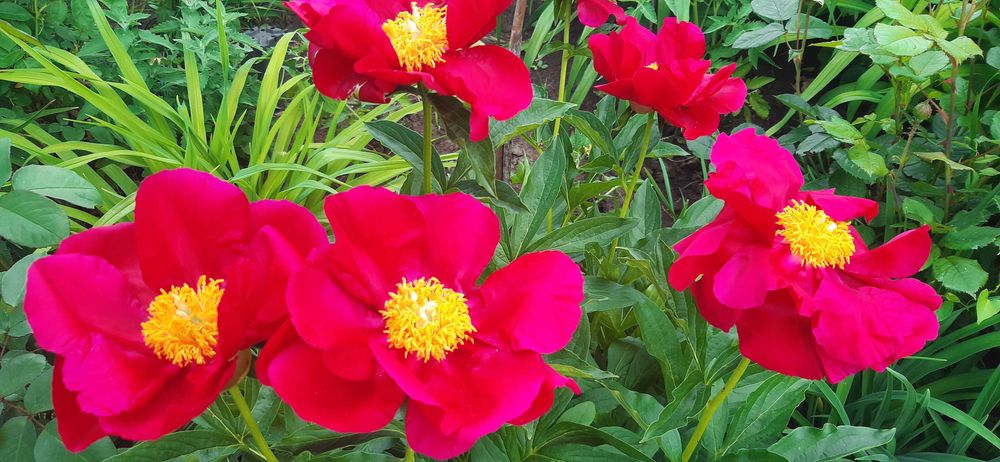 Клематис Виль де Лион, пион Mackinac Grand и др.cадовые цветы