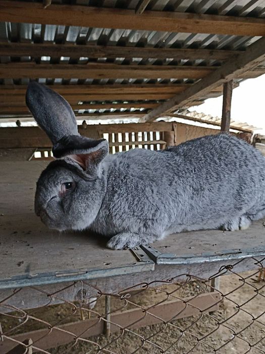 Фландр самчик кролі