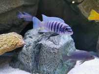 Maylandia kingsizei lupingu azul
