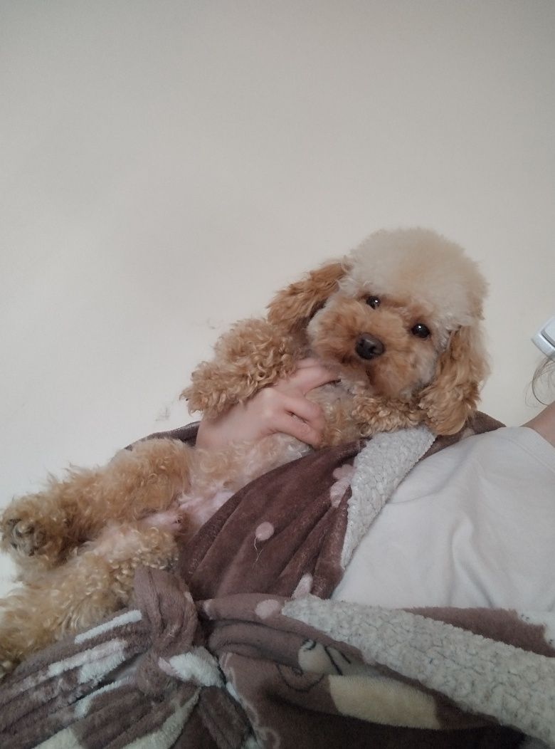 Suczka dziewczynka maltipoo f1b ( maltańczyk pudel maltipoo)