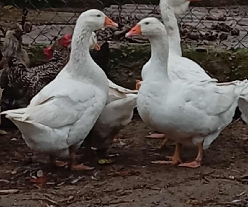 Sprzedam gęsi owsiane