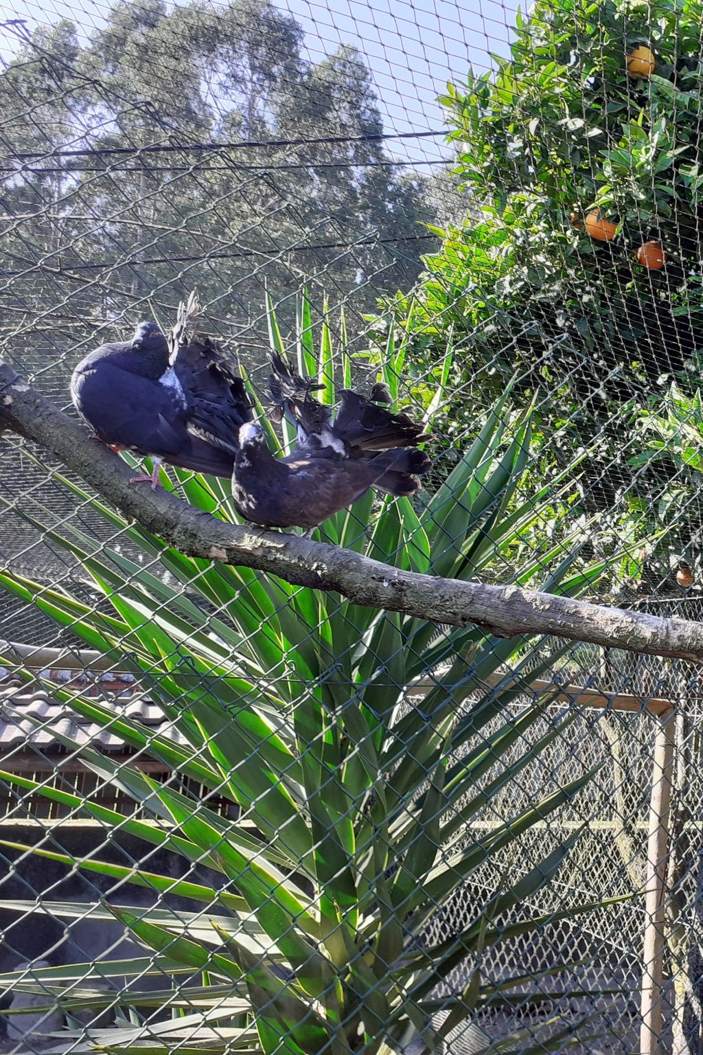 pombos de leque duplo e capuchinho