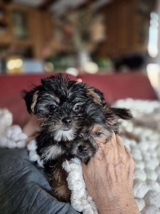 Maleńka sunia York Terier z dodatkowym białym kolorem.