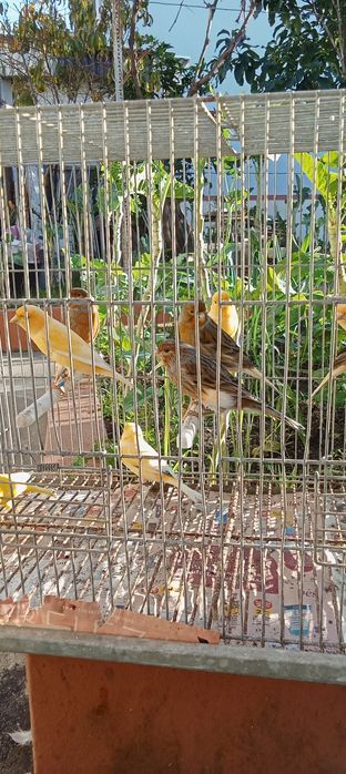 Canários machos e fêmeas 2025 várias raças