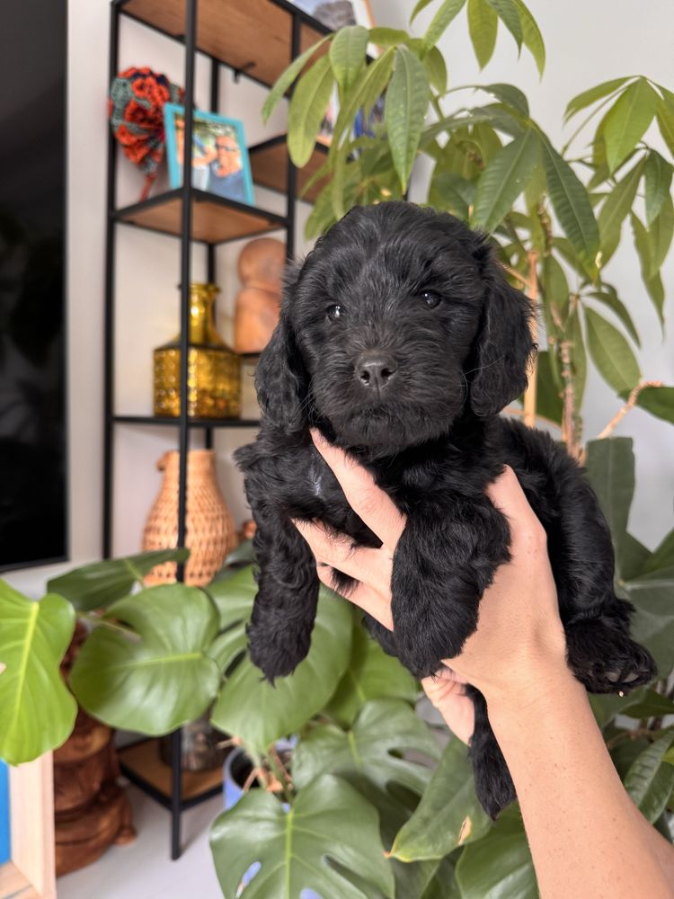 Śliczna dziewczynka Golden Doodle f1b mini
