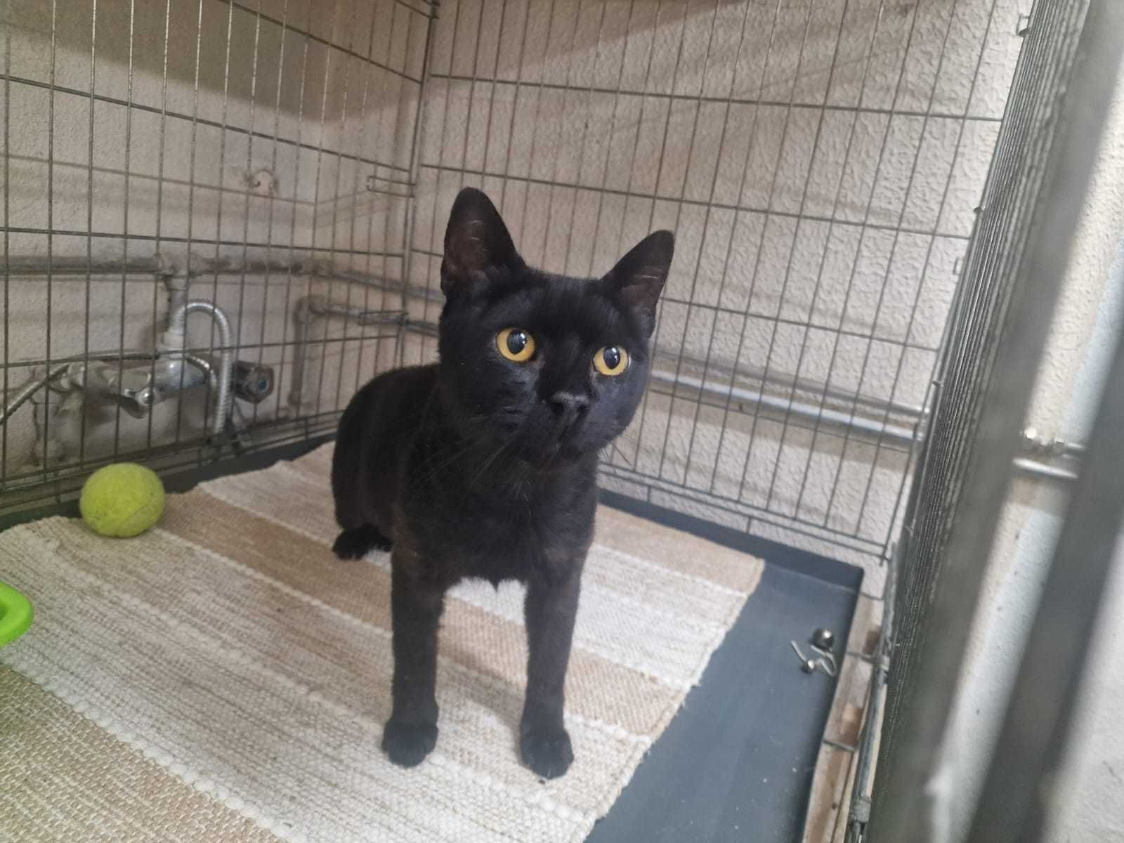 Gatinho para adoção consciente