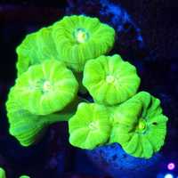 Caulastrea ultra fluo 6H koralowiec akwarium morskie koralowce