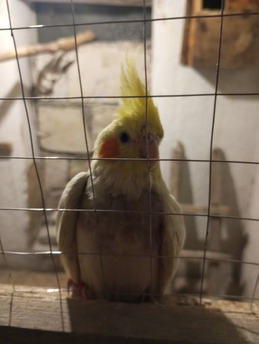 Молодые попуги пишите звоните