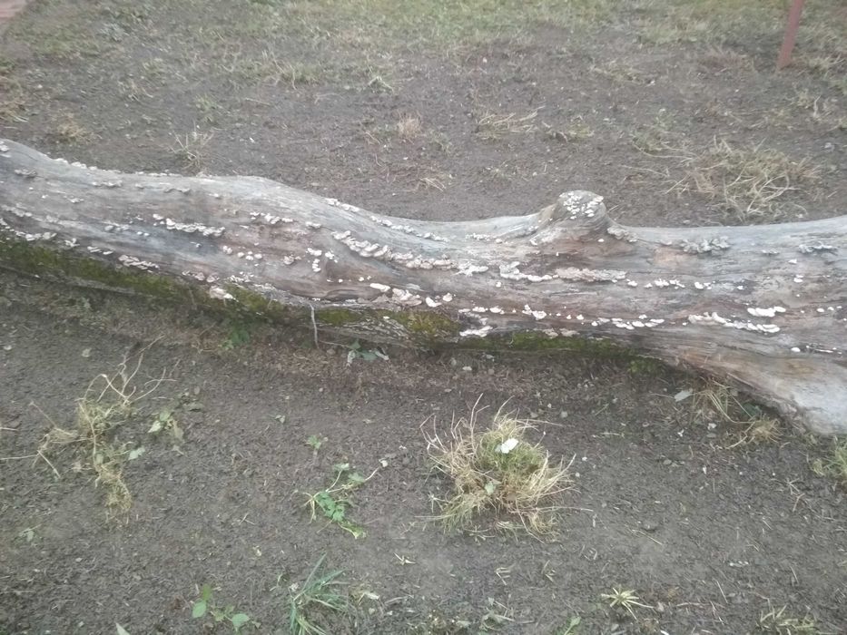 горіх стовбур)))