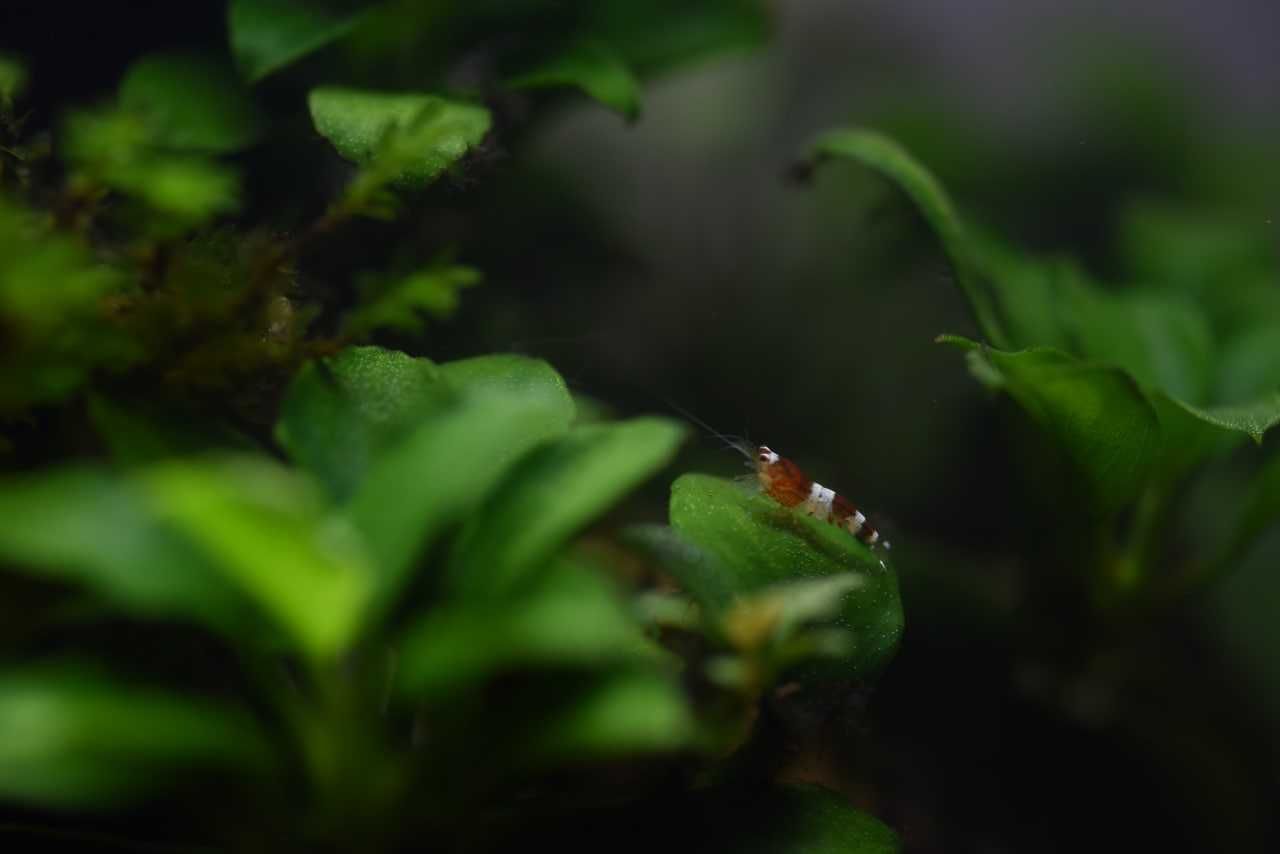 Креветка Красный Кристалл Crystal Red Shrimp