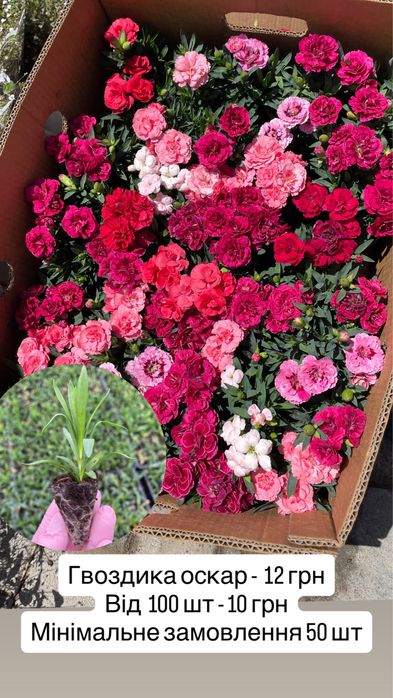 Черенки в наявності гвоздика, біденс, аргирантемум, геліхрізум, плющ