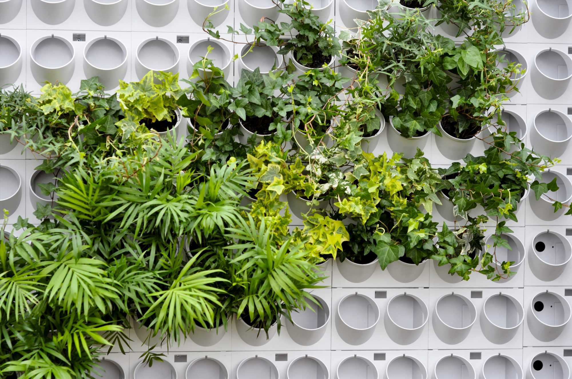 Ogród wertykalny Pixel garden Zielone ściany Mech poduszkowy chrobotek