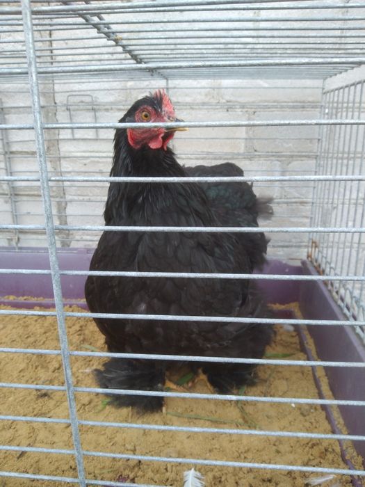 Kochin miniatura kura czarna młoda
