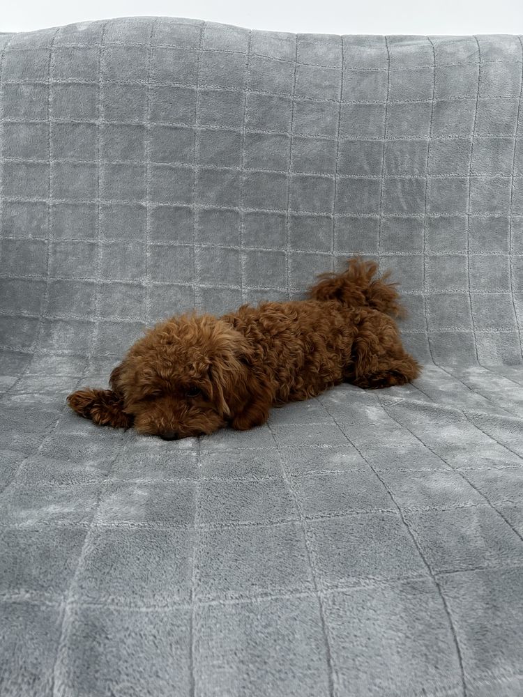 Toy poodle mini дівчинка
