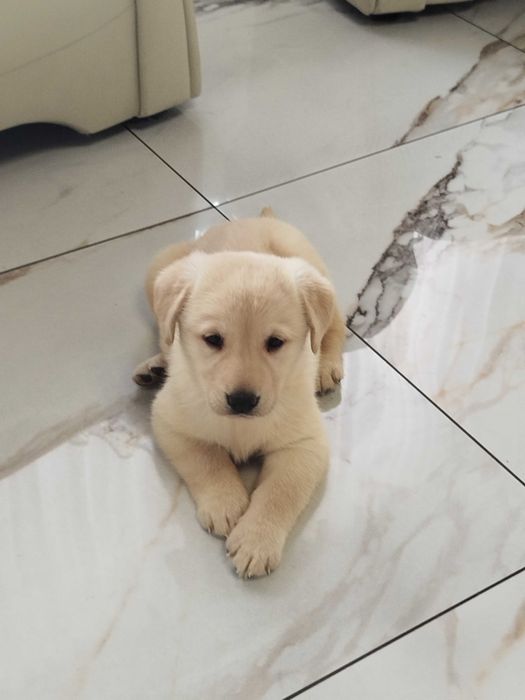 Labrador suczka tel.-5.7.5.3.0.2.0.3.9.