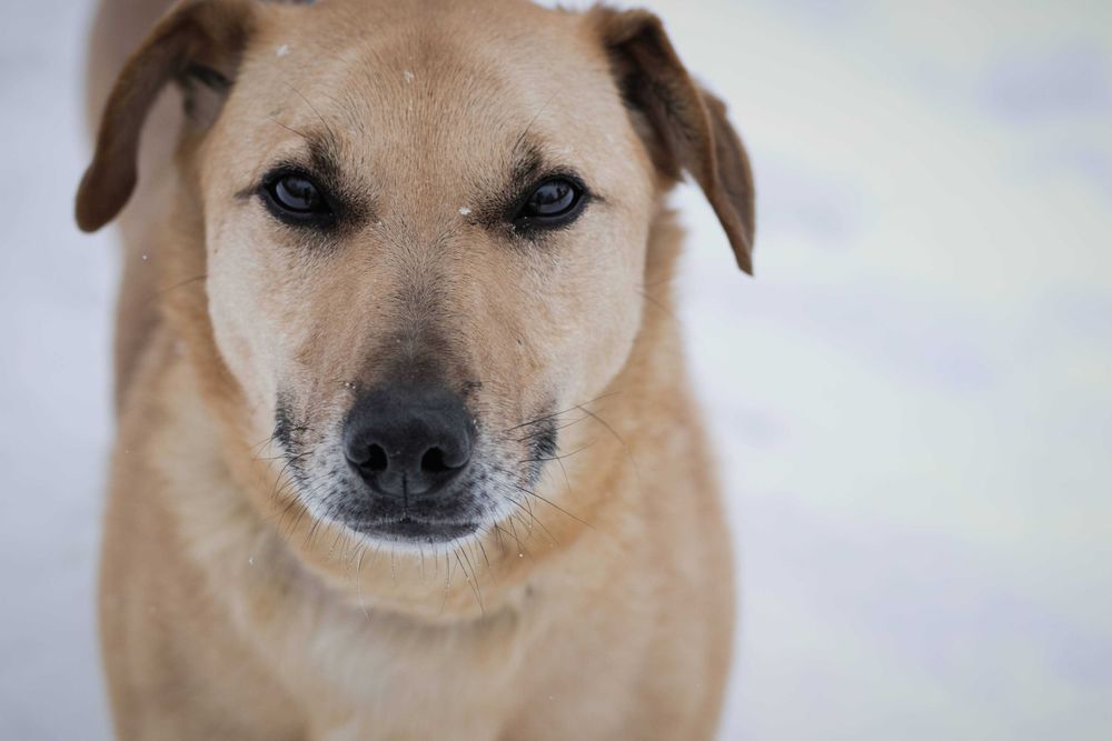 Zgrywusek :) dominujacy