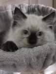Kocurek Ragdoll Colorpoint