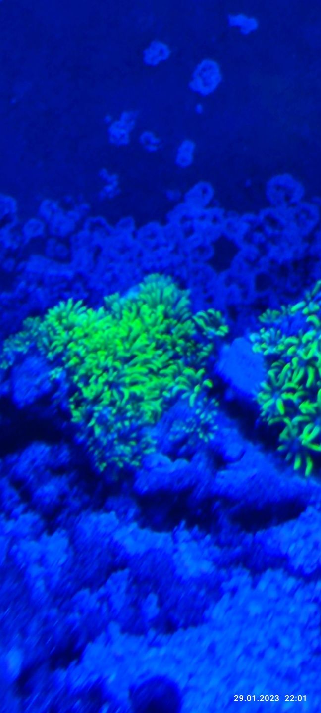 Pachyclavularia fluo koralowiec koral akwarium morskie