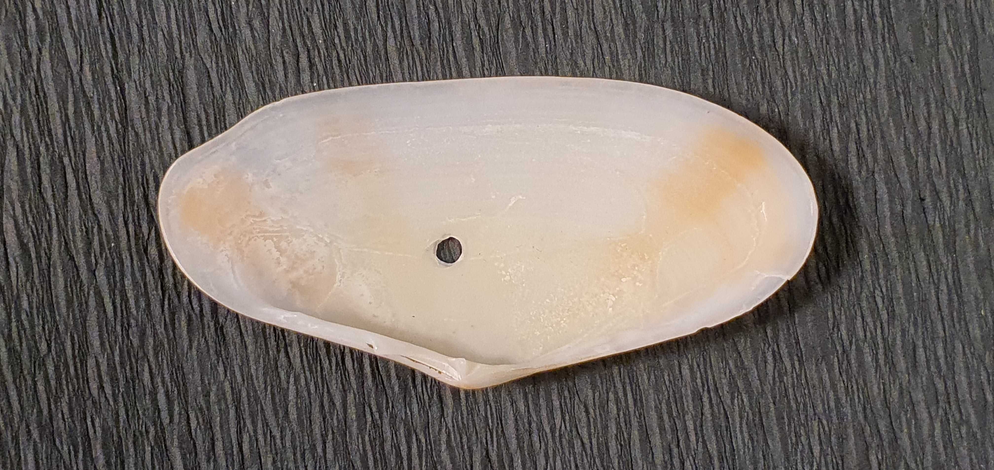 Muszla morska o wymiarach 60 x 30 x 10 mm (nr 20)