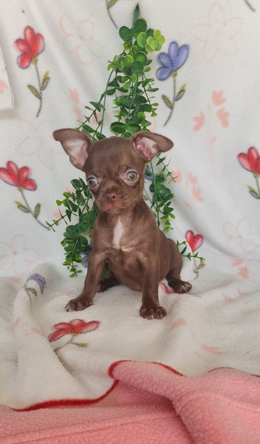 Bonequinha mini chocolate Chihuahua/Chiuaua. LinhagemRussa