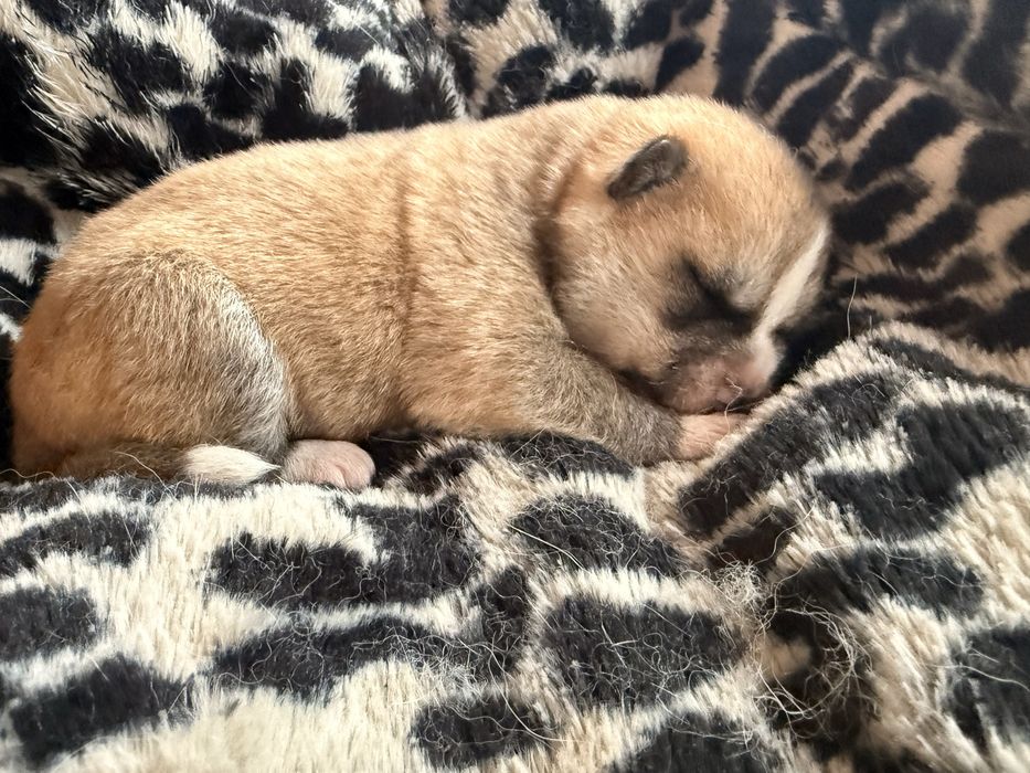 Akita Japońska ( Inu )