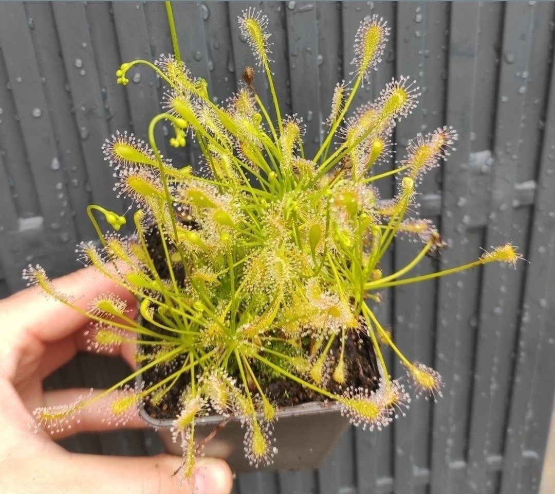 Mega zestaw nasion rosiczek Drosera spatulata communis All red