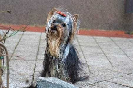 york yorki yorkshire terrier