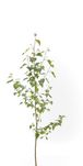 Brzoza pospolita sadzonki 100 - 150 cm