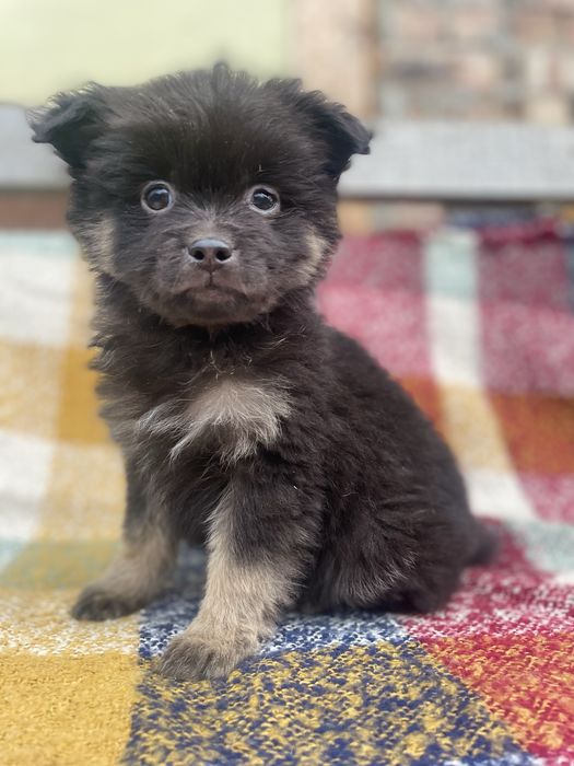 Цуценята (хлопчики) шукають  сімю. Будуть маленького зросту.