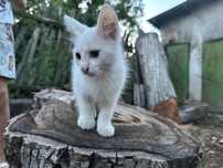 Кошенята шукають люблячу сім’ю
