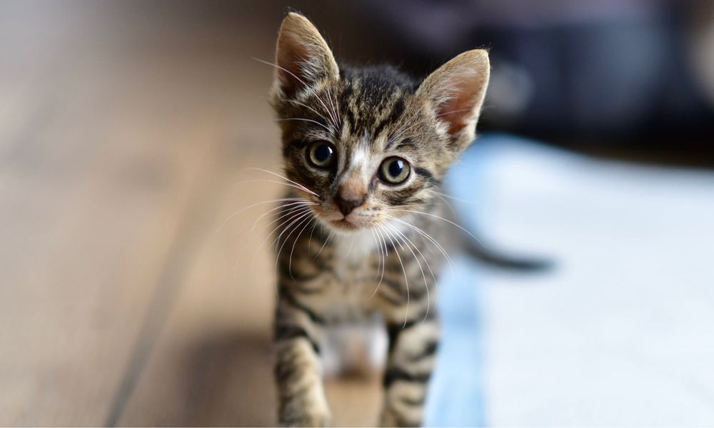 Kocięta do adopcji, małe koty