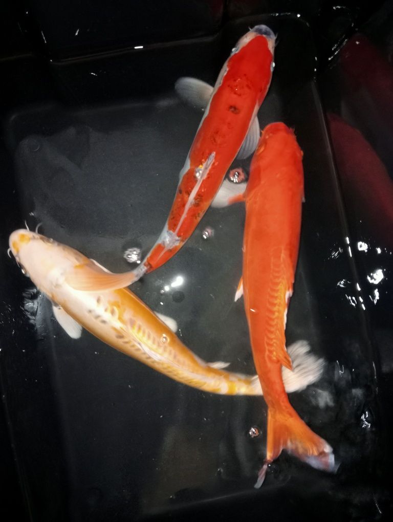 Carpas koi 45cm +/-