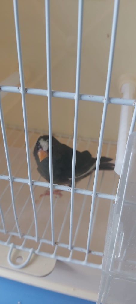 Vendo ao lote ou em casais varios exoticos